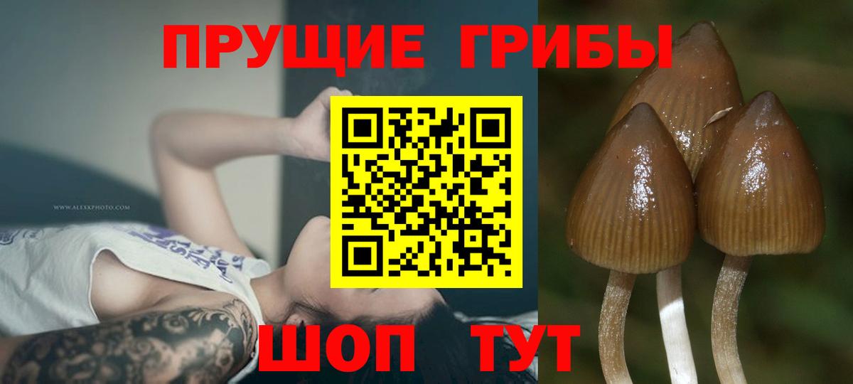 Галлюциногенные грибы Psilocybe Советск